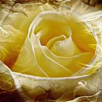 Buy canvas prints of Rose, love  and passion by JC studios LRPS ARPS