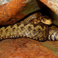 Buy canvas prints of Adder up close and personal  by JC studios LRPS ARPS