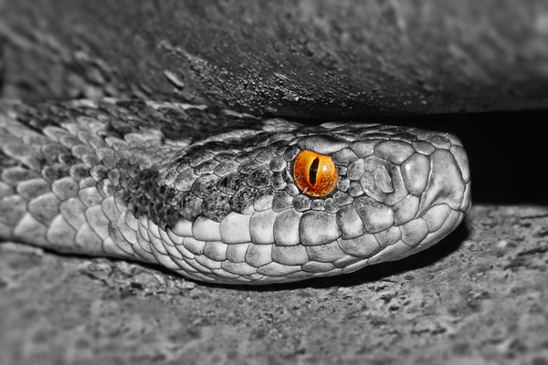 Adder up close and personal colour popped Picture Board by JC studios LRPS ARPS