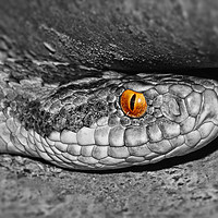 Buy canvas prints of Adder up close and personal colour popped by JC studios LRPS ARPS