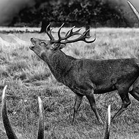 Buy canvas prints of Red deer stag bellowing  by JC studios LRPS ARPS