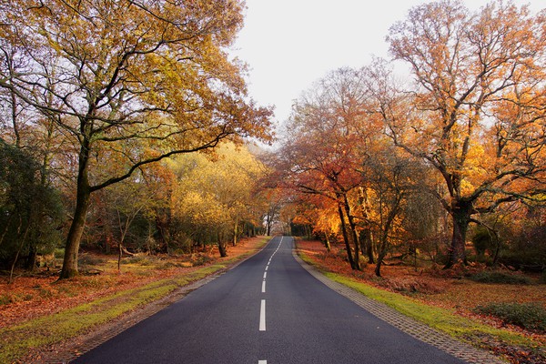 Autumn in  the New Forest Hampshire Picture Board by JC studios LRPS ARPS