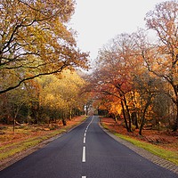 Buy canvas prints of Autumn in  the New Forest Hampshire by JC studios LRPS ARPS