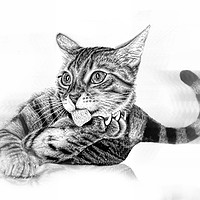 Buy canvas prints of Pussy in pencil by JC studios LRPS ARPS