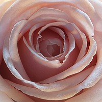 Buy canvas prints of The rose by JC studios LRPS ARPS