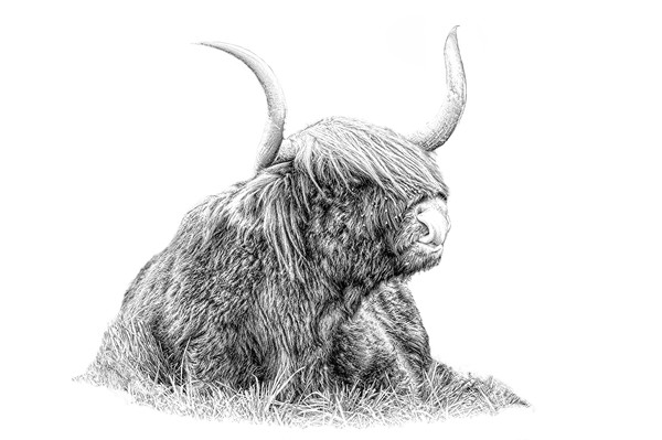 Highland cow in pencil Picture Board by JC studios LRPS ARPS