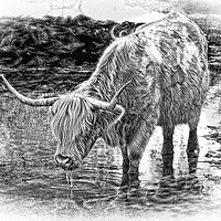 Buy canvas prints of Highland cow drinking during Summer in pencil by JC studios LRPS ARPS