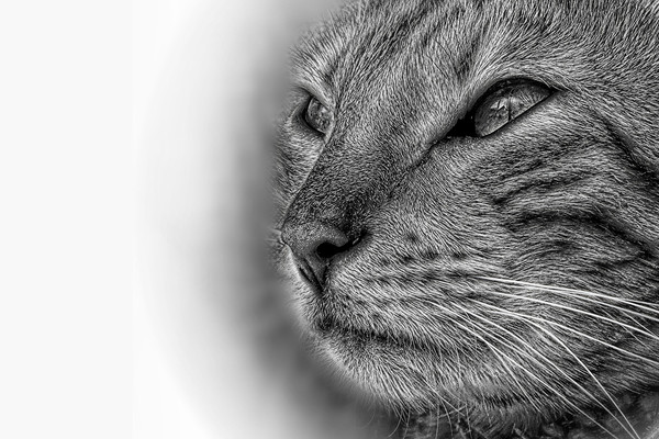 Bengal cat in pencil Picture Board by JC studios LRPS ARPS