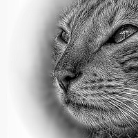 Buy canvas prints of Bengal cat in pencil by JC studios LRPS ARPS