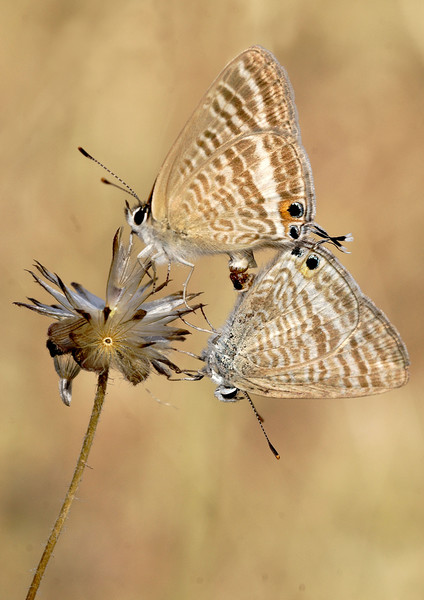 Long tailed blues mating Picture Board by JC studios LRPS ARPS