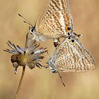 Buy canvas prints of Long tailed blues mating by JC studios LRPS ARPS