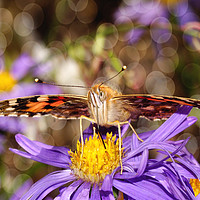 Buy canvas prints of Painted Lady.... by JC studios LRPS ARPS