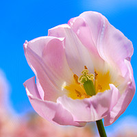Buy canvas prints of Spring tulip in sunshine by JC studios LRPS ARPS