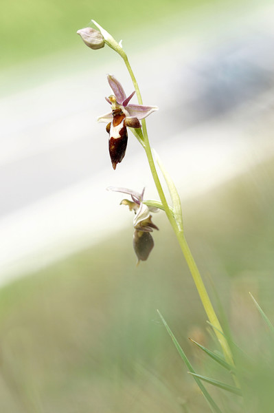 Very rare (UK) Bee X Fly orchid Picture Board by JC studios LRPS ARPS