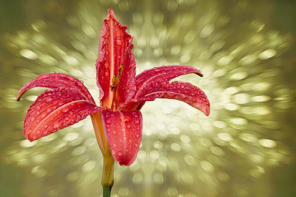 Wet Day lily...as seen on ITV Meridian Picture Board by JC studios LRPS ARPS