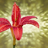 Buy canvas prints of Wet Day lily...as seen on ITV Meridian by JC studios LRPS ARPS