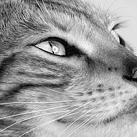 Buy canvas prints of Bengal cat portrait by JC studios LRPS ARPS