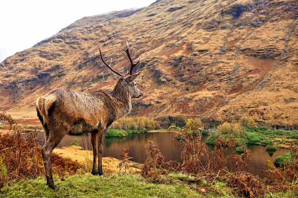 Red Deer Stag on location in Scotland Picture Board by JC studios LRPS ARPS