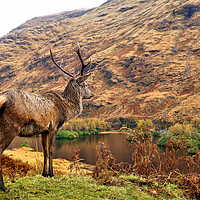 Buy canvas prints of Red Deer Stag on location in Scotland by JC studios LRPS ARPS