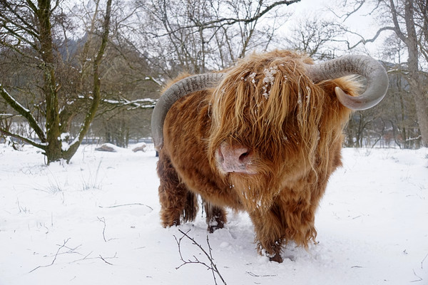 Another Highland cow in the snow Picture Board by JC studios LRPS ARPS