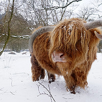 Buy canvas prints of Another Highland cow in the snow by JC studios LRPS ARPS