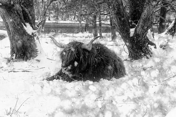 Highland cow in snow in B&W Picture Board by JC studios LRPS ARPS