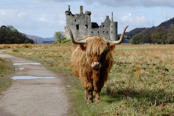Heilan Coo n Casltle at Loch Awe Picture Board by JC studios LRPS ARPS