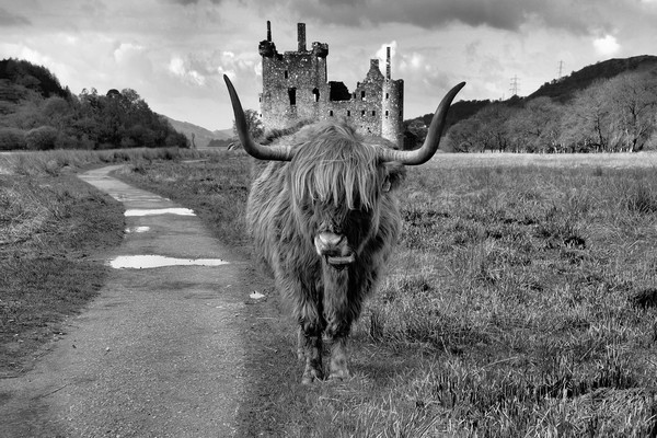 Katie the Highland Coo at a Loch Awe castle mono Picture Board by JC studios LRPS ARPS