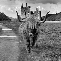 Buy canvas prints of Katie the Highland Coo at a Loch Awe castle mono by JC studios LRPS ARPS