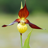Buy canvas prints of Lady slipper orchid by JC studios LRPS ARPS