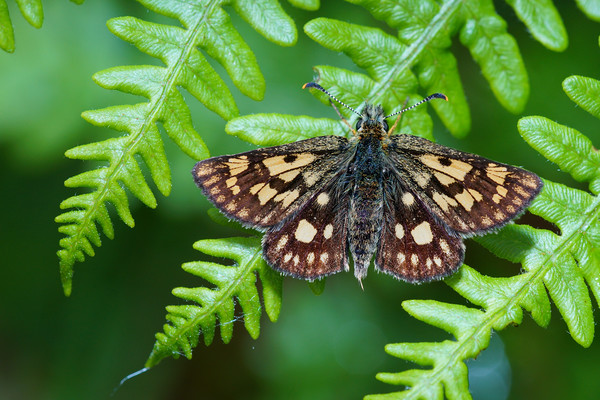 Chequered Skipper Picture Board by JC studios LRPS ARPS