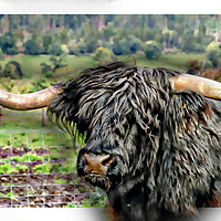Buy canvas prints of The Heelan Coo by JC studios LRPS ARPS