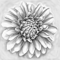Buy canvas prints of Dahlia flower in pencil by JC studios LRPS ARPS