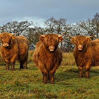 Buy canvas prints of Just cos it's Coosday. by JC studios LRPS ARPS