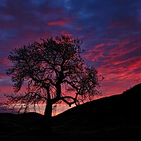 Buy canvas prints of Frandy tree at dawn by JC studios LRPS ARPS