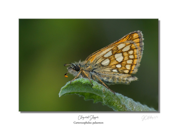 Chequered Skipper Picture Board by JC studios LRPS ARPS