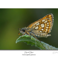 Buy canvas prints of Chequered Skipper by JC studios LRPS ARPS