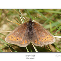 Buy canvas prints of Mountain ringlet by JC studios LRPS ARPS