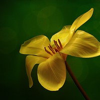 Buy canvas prints of Yellow tulip by JC studios LRPS ARPS