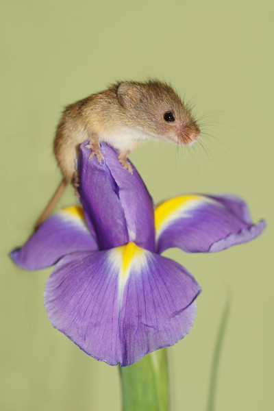 Harvest mouse on Iris. Picture Board by JC studios LRPS ARPS
