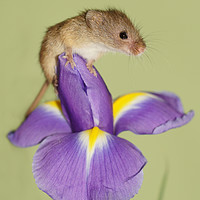 Buy canvas prints of Harvest mouse on Iris. by JC studios LRPS ARPS