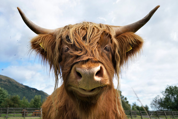 Smiling Highland Cow Picture Board by JC studios LRPS ARPS