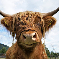 Buy canvas prints of Smiling Highland Cow by JC studios LRPS ARPS