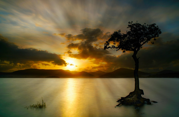 Sunset at Milarrocky tree Loch Lomond Picture Board by JC studios LRPS ARPS