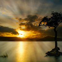 Buy canvas prints of Sunset at Milarrocky tree Loch Lomond by JC studios LRPS ARPS