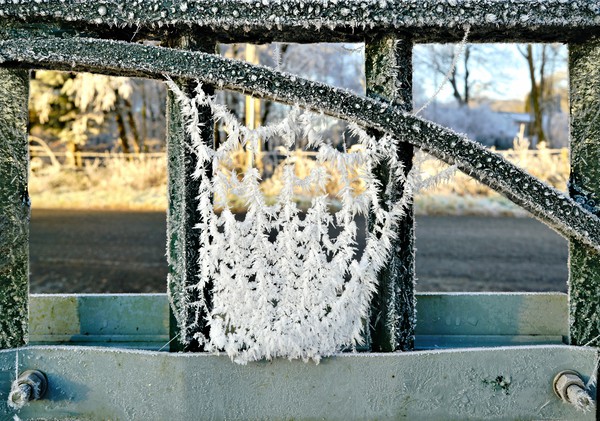 Hoar frost on spders web Picture Board by JC studios LRPS ARPS