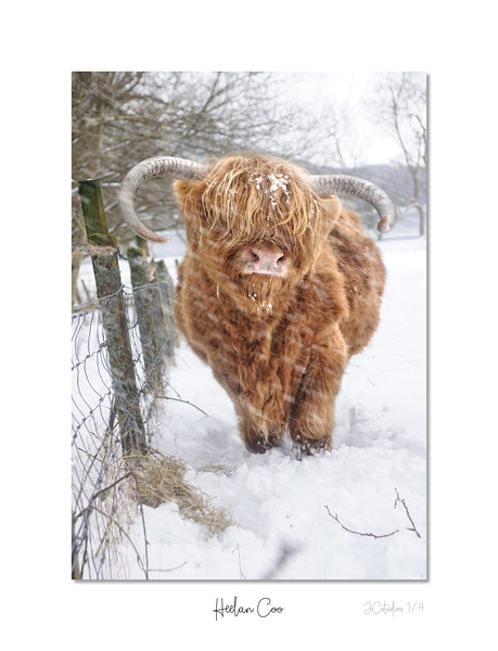 Heelan Coo in the snow Picture Board by JC studios LRPS ARPS