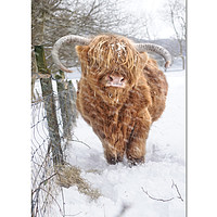 Buy canvas prints of Heelan Coo in the snow by JC studios LRPS ARPS