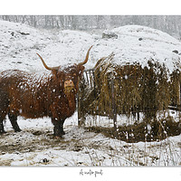 Buy canvas prints of A winter feast by JC studios LRPS ARPS
