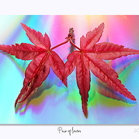 Buy canvas prints of Pair of lovers... by JC studios LRPS ARPS